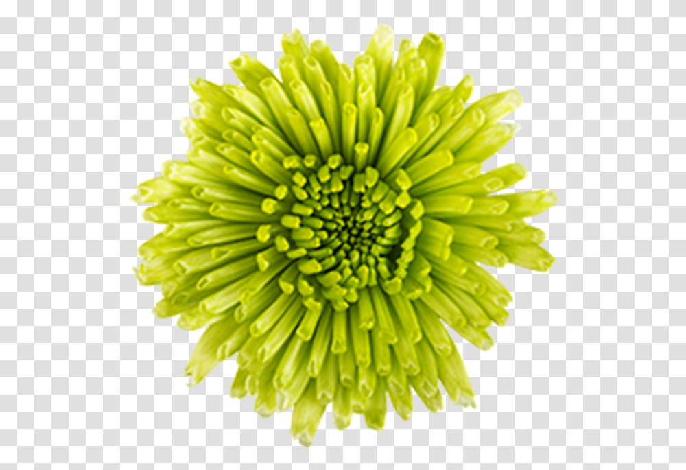 Click To Enlarge Image Green Novelty Athos Dandelion, Plant, Banana, Fruit, Food Transparent Png