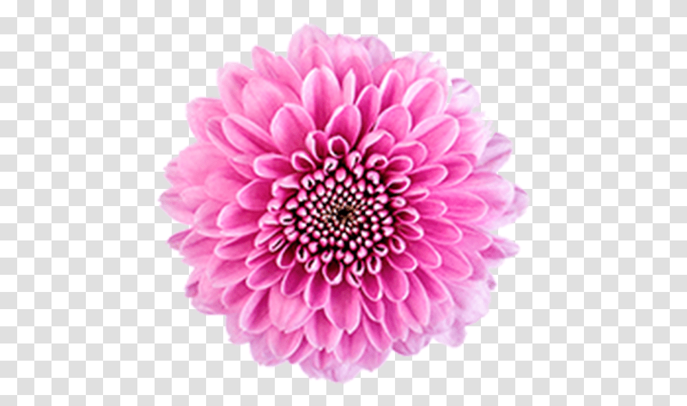 Click To Enlarge Image Pink Button Becky2 Dahlia, Flower, Plant, Blossom, Daisy Transparent Png