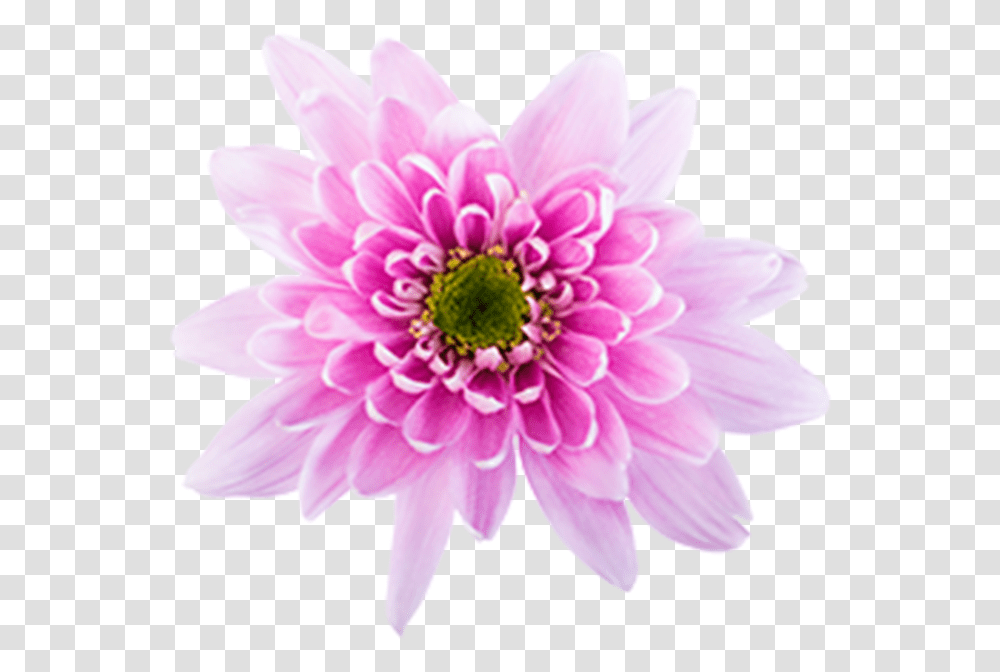 Click To Enlarge Image Pink Novelt Monalisa Chrysanths, Dahlia, Flower, Plant, Blossom Transparent Png