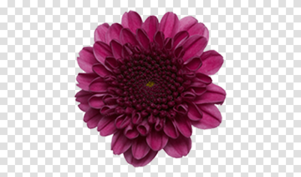 Click To Enlarge Image Purple Button, Dahlia, Flower, Plant, Blossom Transparent Png