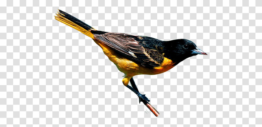 Climate Change Threatens To Disrupt The Ranges Of Birds Black And Yellow Bird New York, Animal, Finch, Blackbird, Agelaius Transparent Png