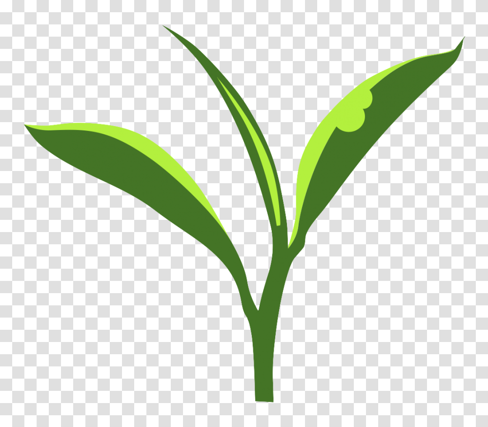 Climate Effects On Bug Bitten Tea Eric R Scott, Plant, Leaf, Green, Soil Transparent Png