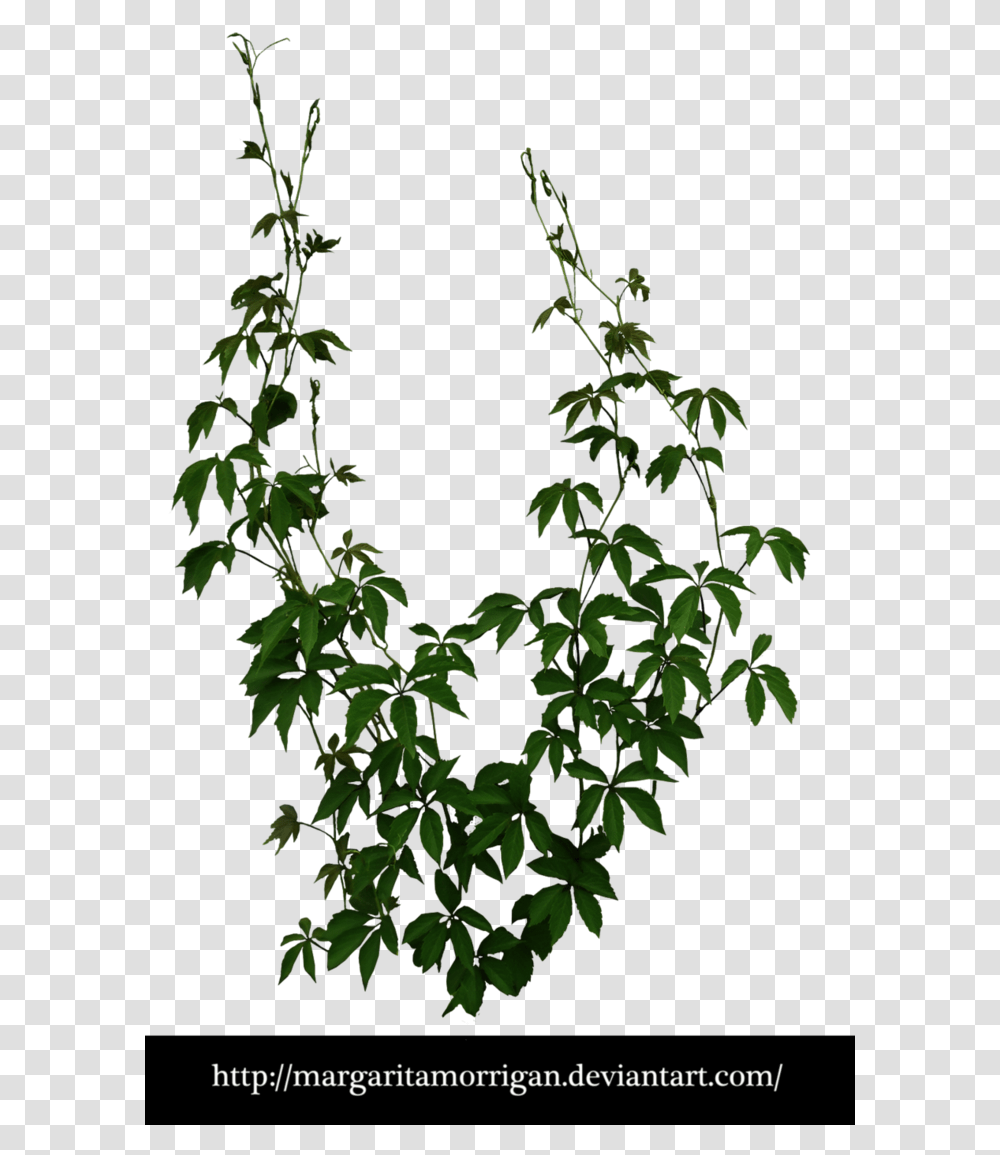 Climber Planting Cut Out, Acanthaceae, Flower, Leaf, Tree Transparent Png