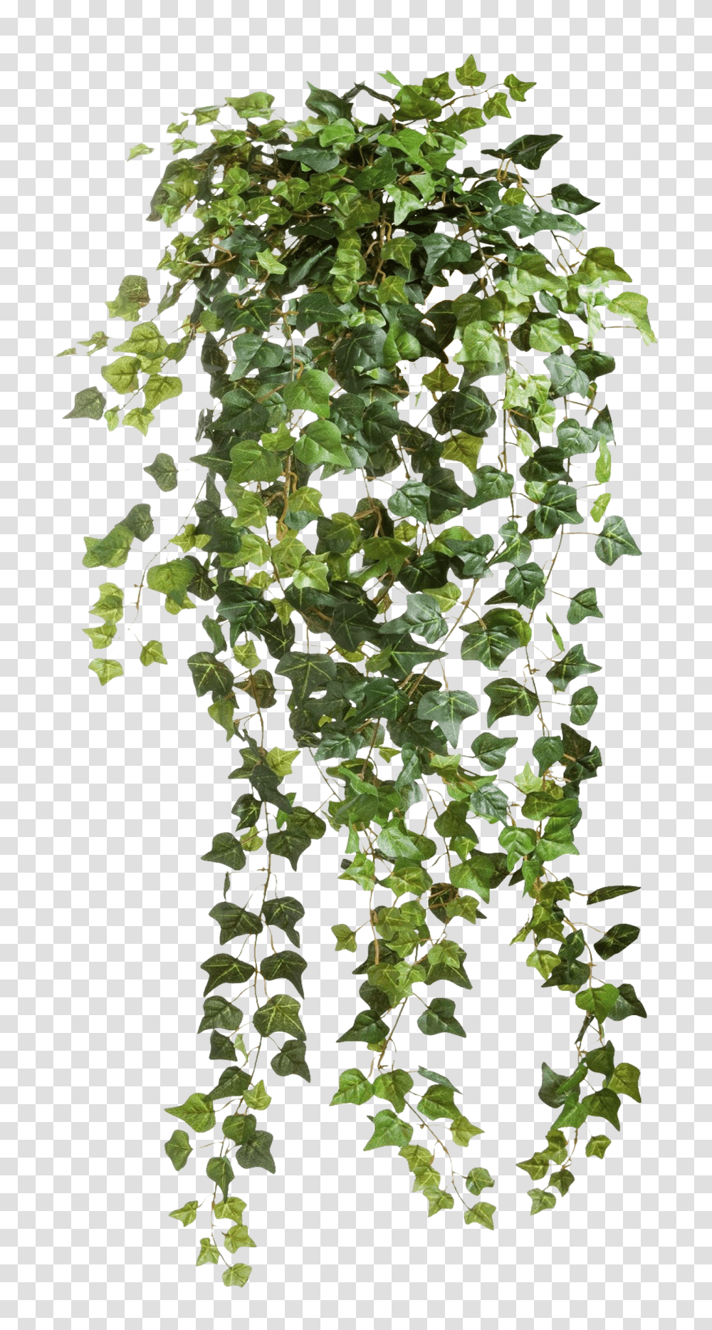 Climbers 1 Image Vines, Plant, Leaf, Ivy Transparent Png