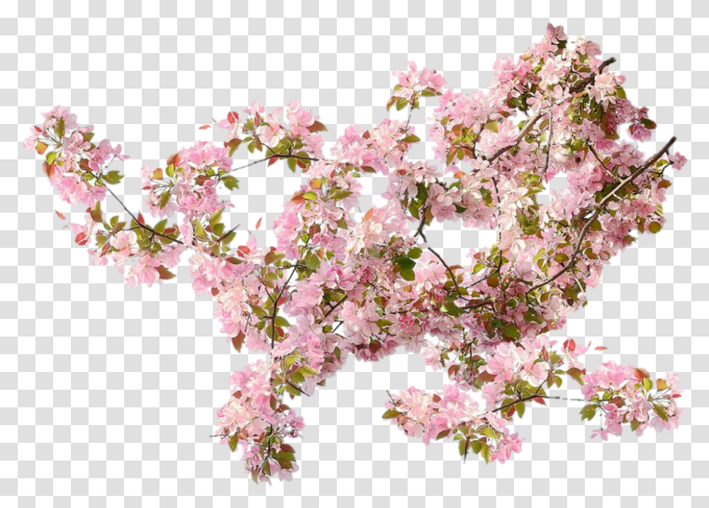 Climbing Flowers, Plant, Blossom, Cherry Blossom Transparent Png