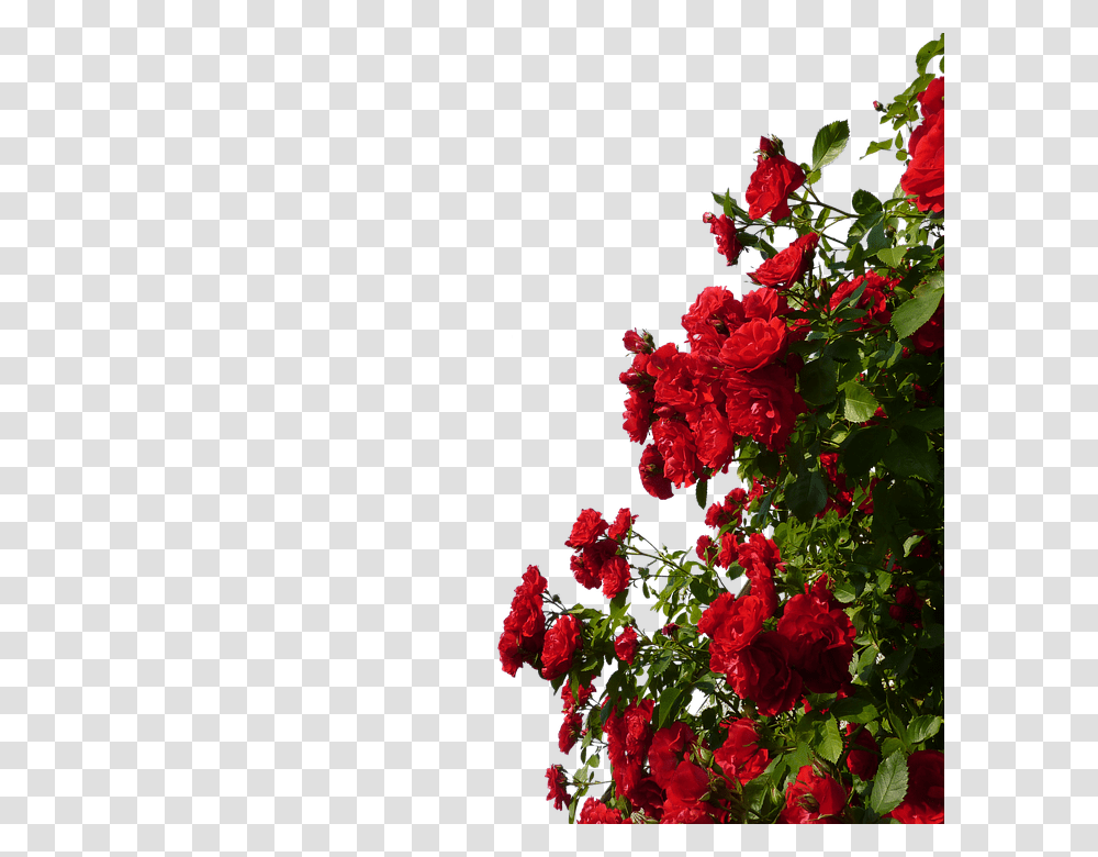 Climbing Roses 960, Flower, Geranium, Plant, Blossom Transparent Png