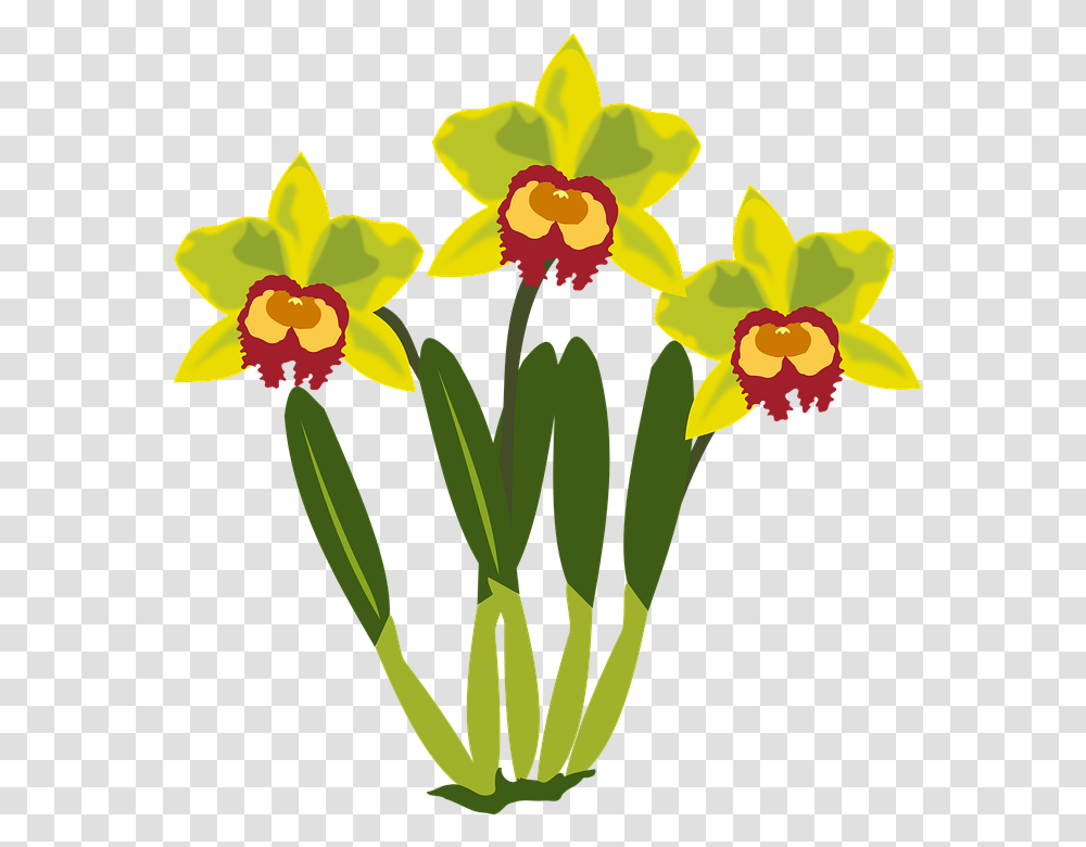 Clip Art 960, Plant, Flower, Blossom, Orchid Transparent Png