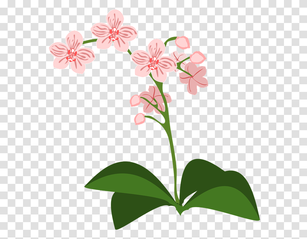 Clip Art 960, Plant, Flower, Blossom, Hibiscus Transparent Png