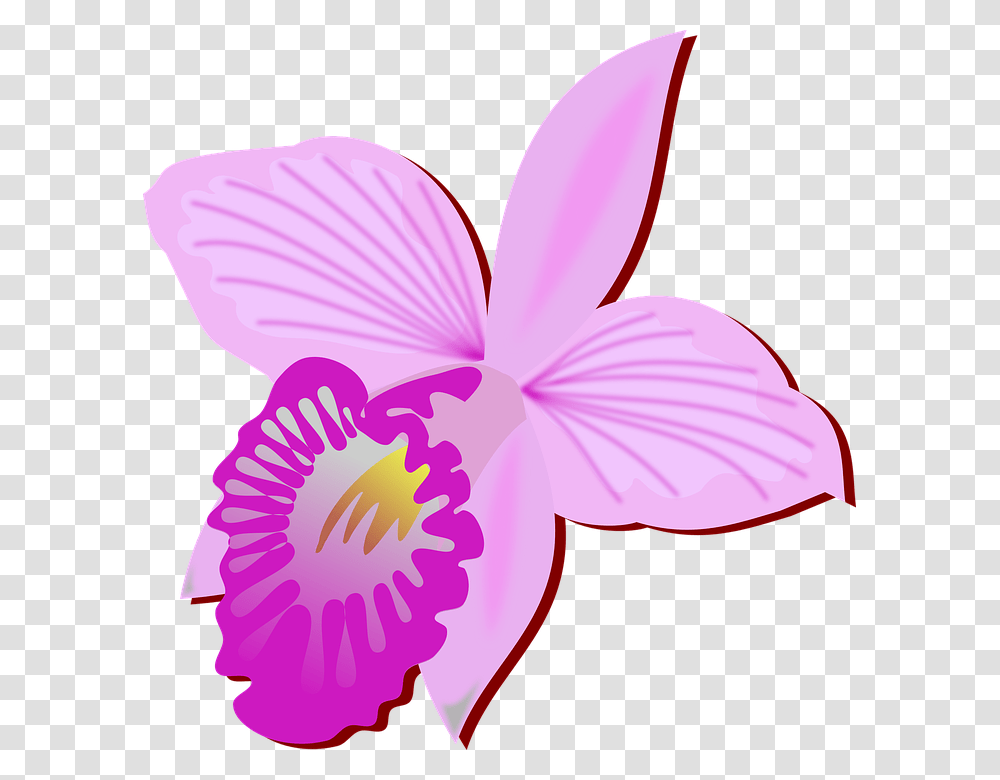 Clip Art 960, Plant, Flower, Blossom, Orchid Transparent Png