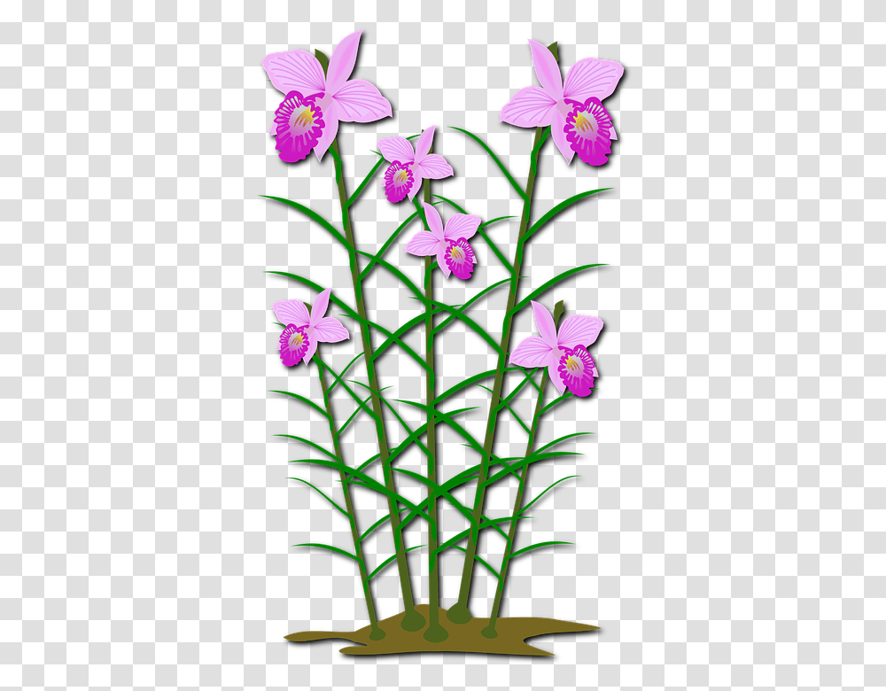 Clip Art 960, Plant, Flower, Blossom, Acanthaceae Transparent Png