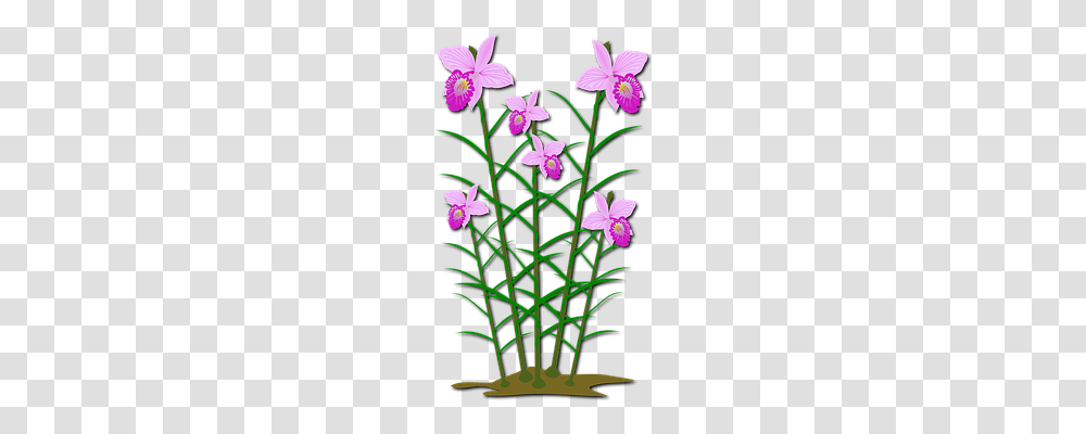 Clip Art Nature, Plant, Flower, Blossom Transparent Png