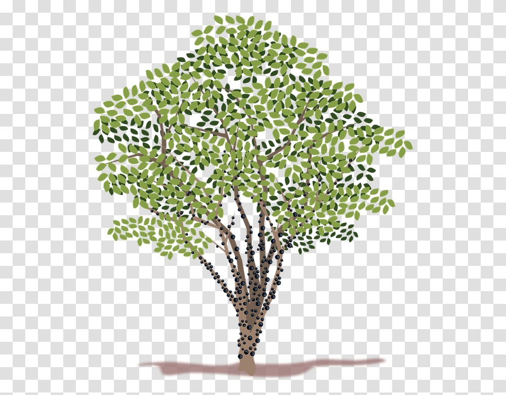Clip Art 960, Plant, Tree, Leaf, Fungus Transparent Png