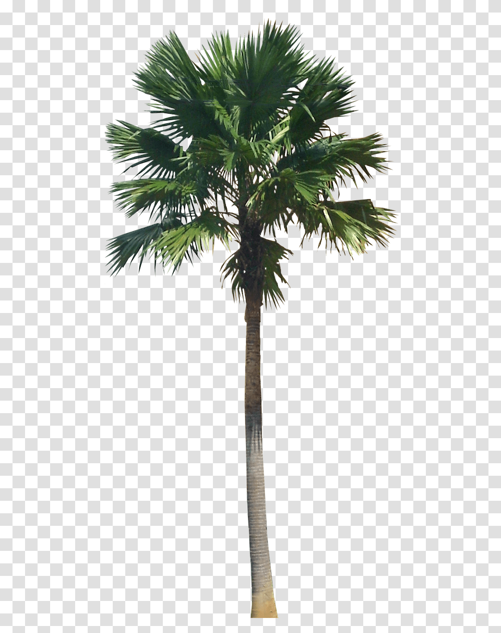 Clip Art A Collection Of Tropical Palm Tree, Plant, Arecaceae Transparent Png