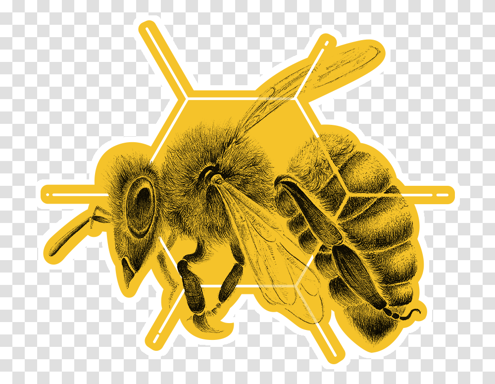 Clip Art Adesivo Hex Gono De Abelha Tattoo, Apidae, Bee, Insect, Invertebrate Transparent Png