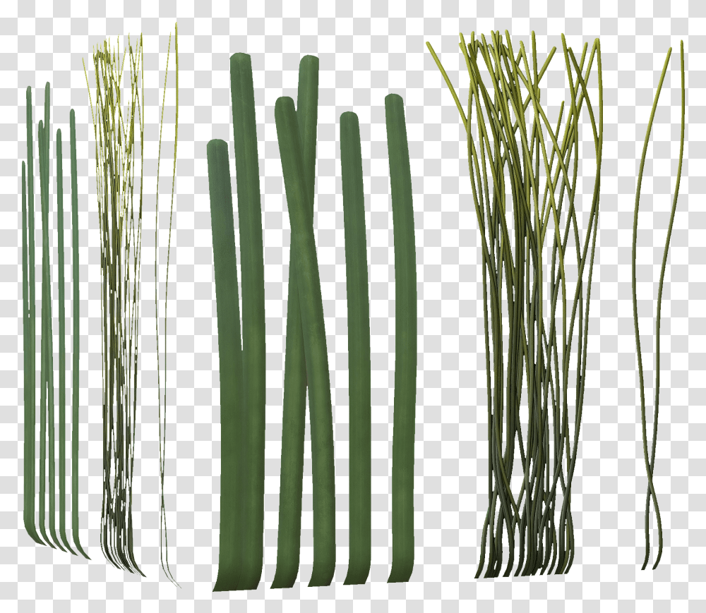 Clip Art Allium Fistulosum Bamboo Welsh Long Seaweed, Plant, Grass, Asparagus, Vegetable Transparent Png