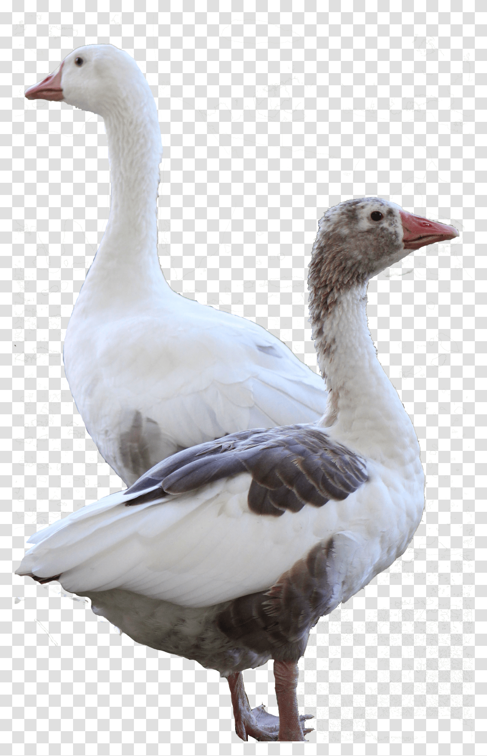 Clip Art American Buff Goose Snow Goose, Bird, Animal, Duck, Swan Transparent Png