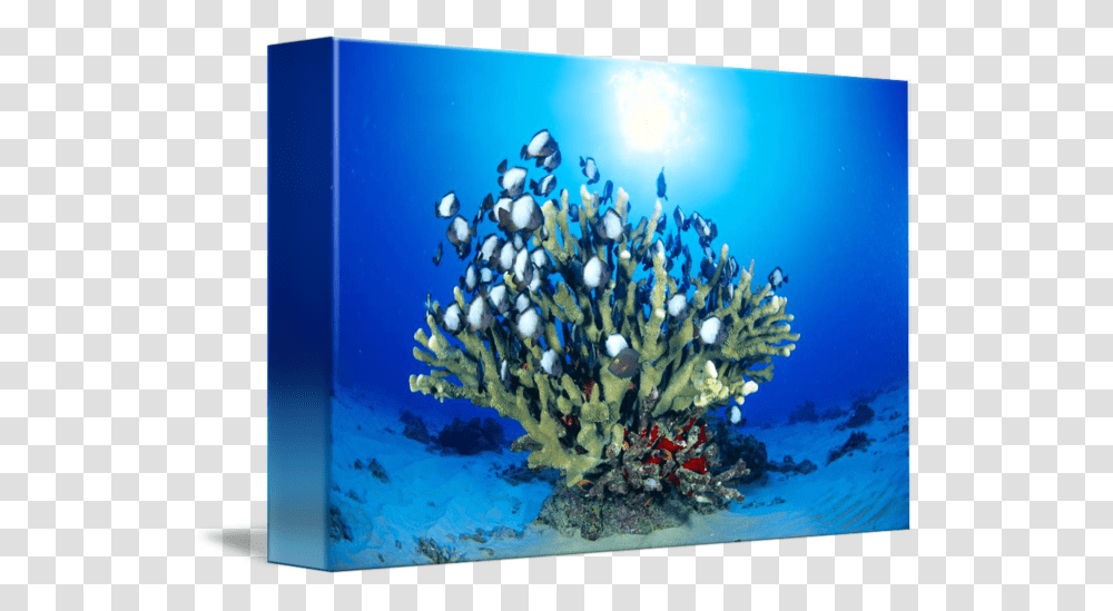 Clip Art Antler Coral Underwater, Sea, Outdoors, Nature, Reef Transparent Png