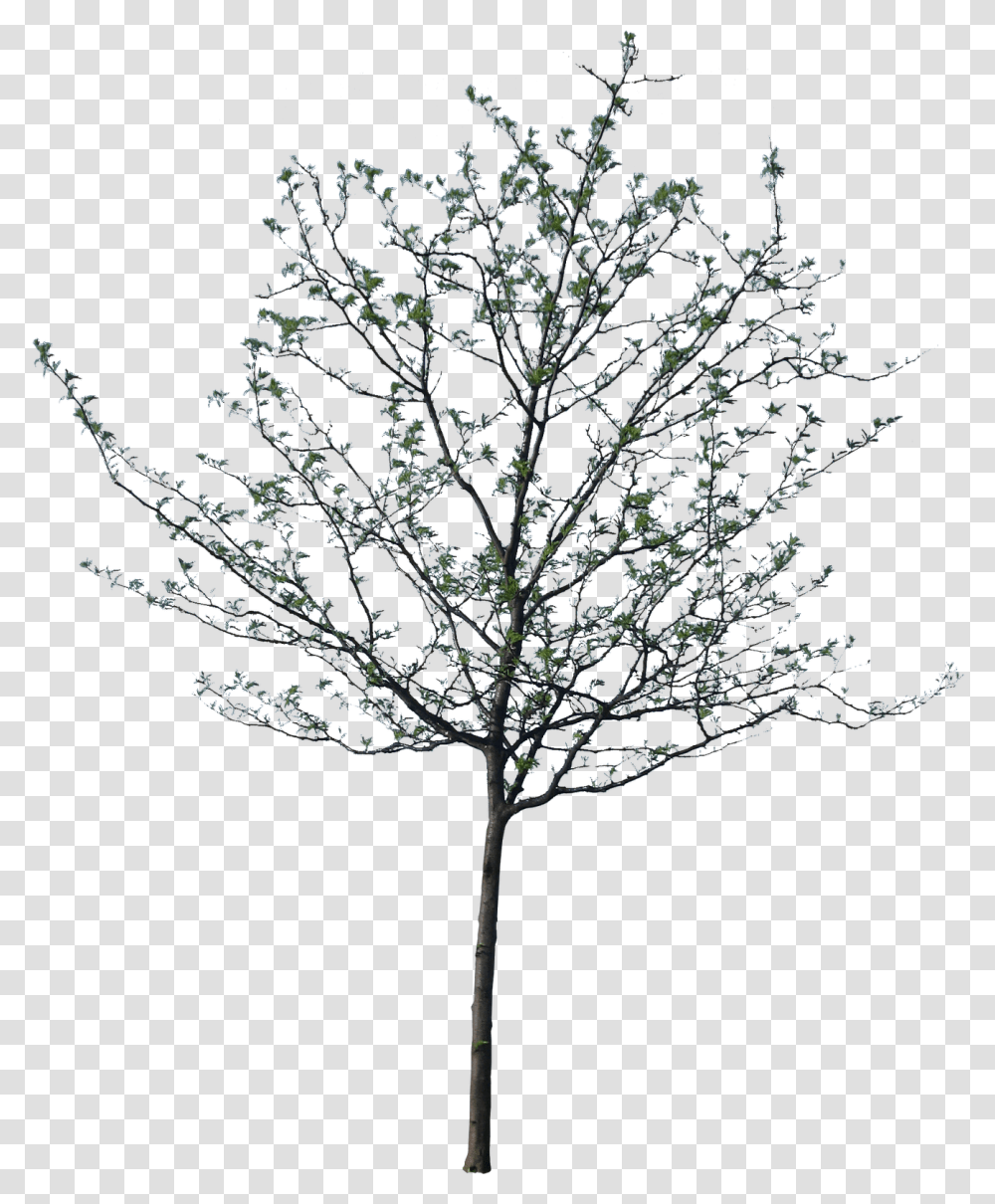 Clip Art Architectural Trees Black Trees For Photoshop, Plant, Cross, Outdoors, Nature Transparent Png