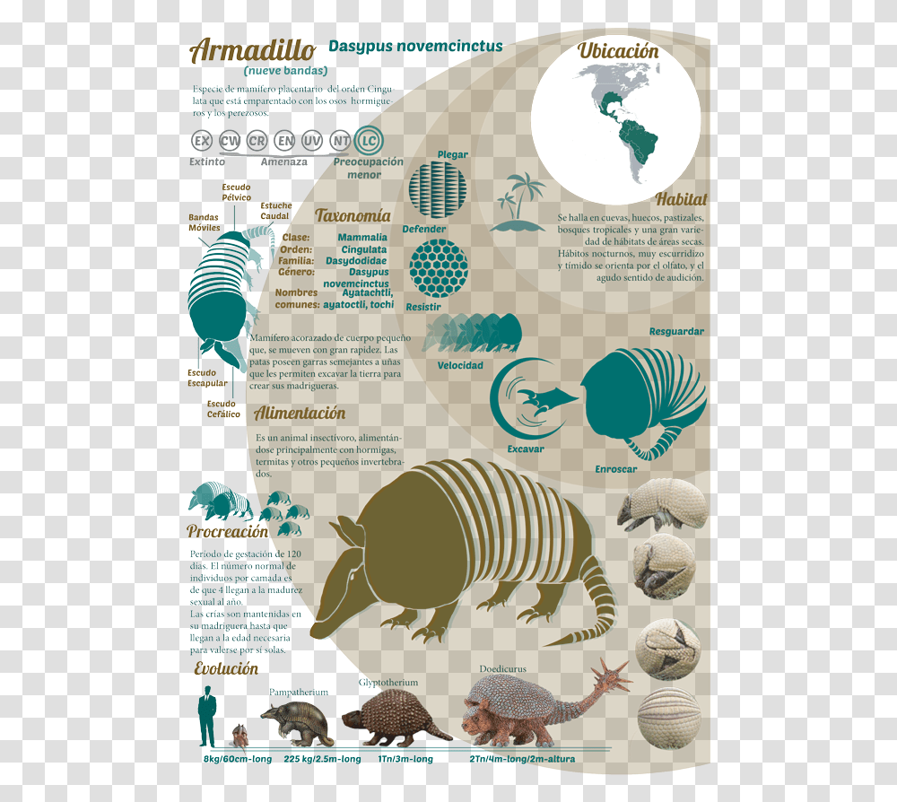 Clip Art Armadillo Skeleton Armadillo, Person, People, Poster, Advertisement Transparent Png