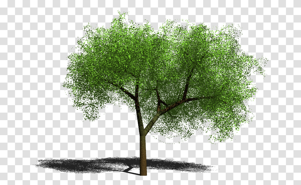 Clip Art Arvore Sombra Arvore Para Photoshop, Tree, Plant, Tree Trunk, Leaf Transparent Png