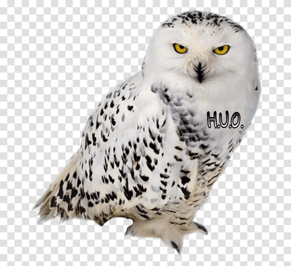 Clip Art Aves Imagenes Harry Potter Sova, Bird, Animal, Beak, Owl Transparent Png