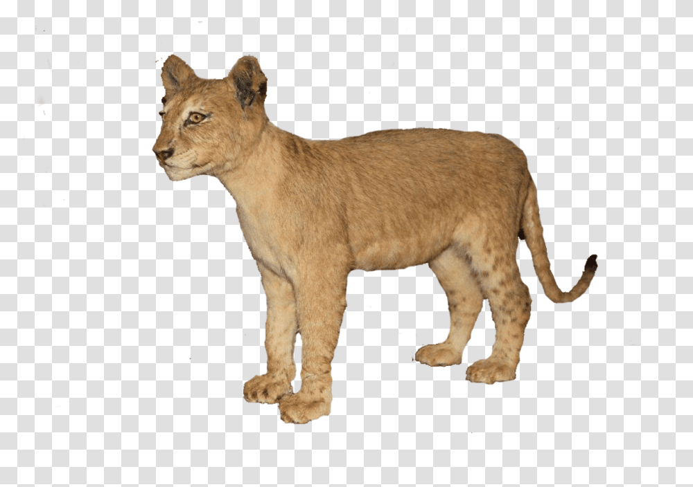 Clip Art Baby Lion Pic Baby Lion, Mammal, Animal, Wildlife, Cougar Transparent Png
