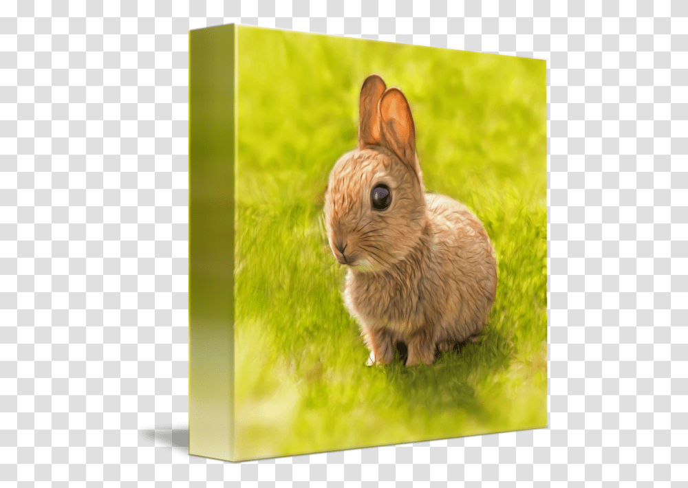 Clip Art Baby Rabbit By Silvio Domestic Rabbit, Chicken, Poultry, Fowl, Bird Transparent Png