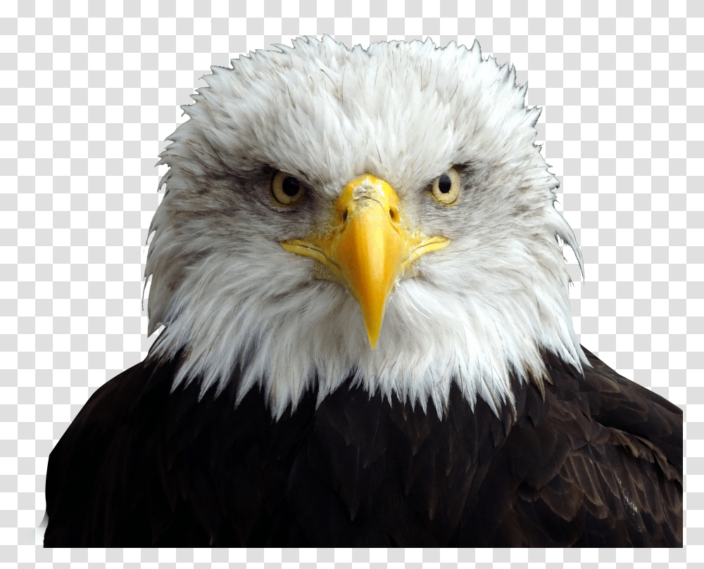 Clip Art Bald Eagle Head Bald Eagle Head Transparent Png