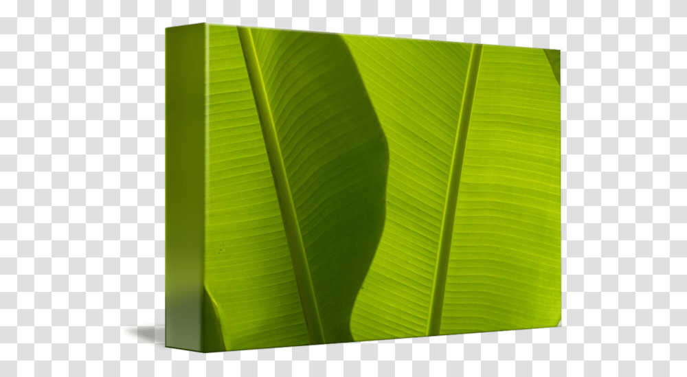 Clip Art Banana Leaves Detail By Ensete, Leaf, Plant, Veins, Green Transparent Png