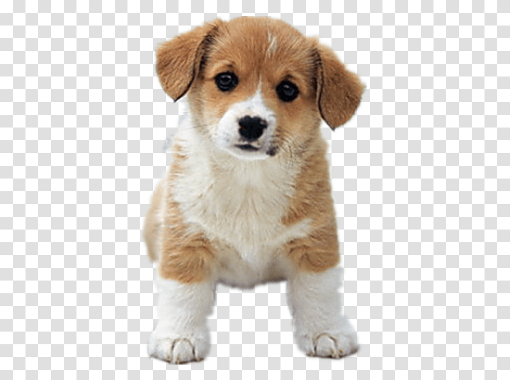 Clip Art Beagle Dalmatian Dog Siberian, Puppy, Pet, Canine, Animal Transparent Png
