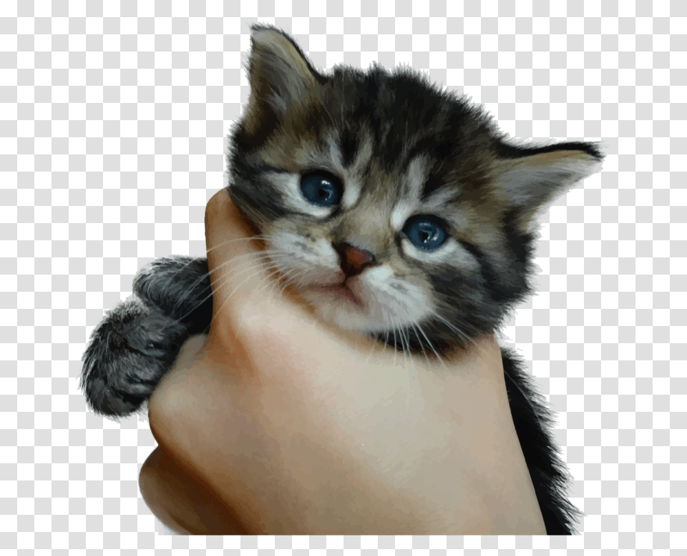 Clip Art Bengal Cat Cornish Rex Cute Kitten, Pet, Mammal, Animal, Manx Transparent Png