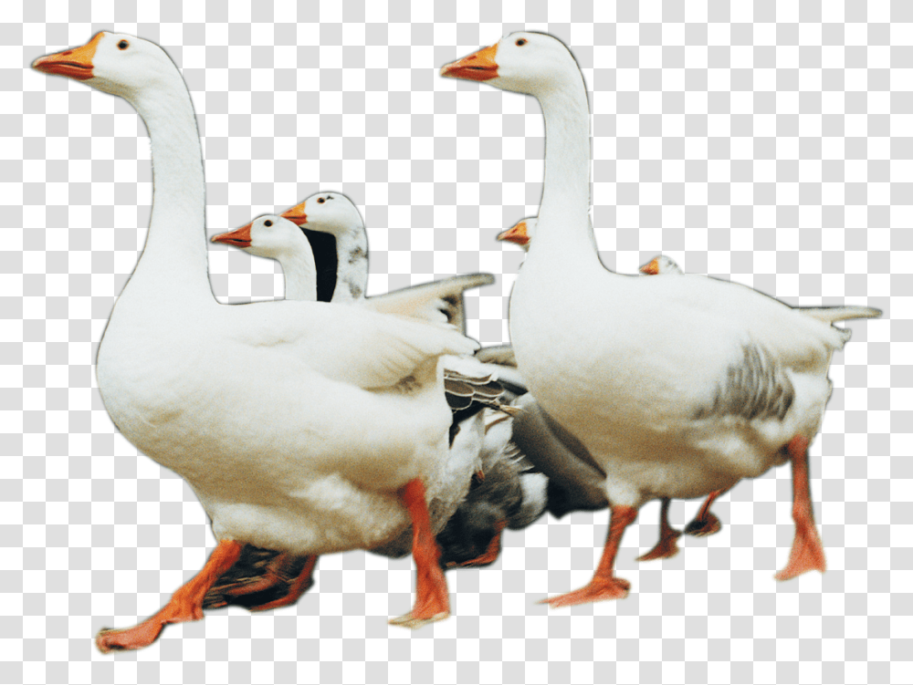 Clip Art Big White Duck, Bird, Animal, Goose, Chicken Transparent Png