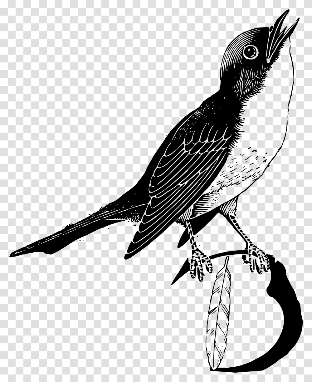 Clip Art Bird Big Image Bird With Feathers Clipart In Black And White, Gray, World Of Warcraft Transparent Png