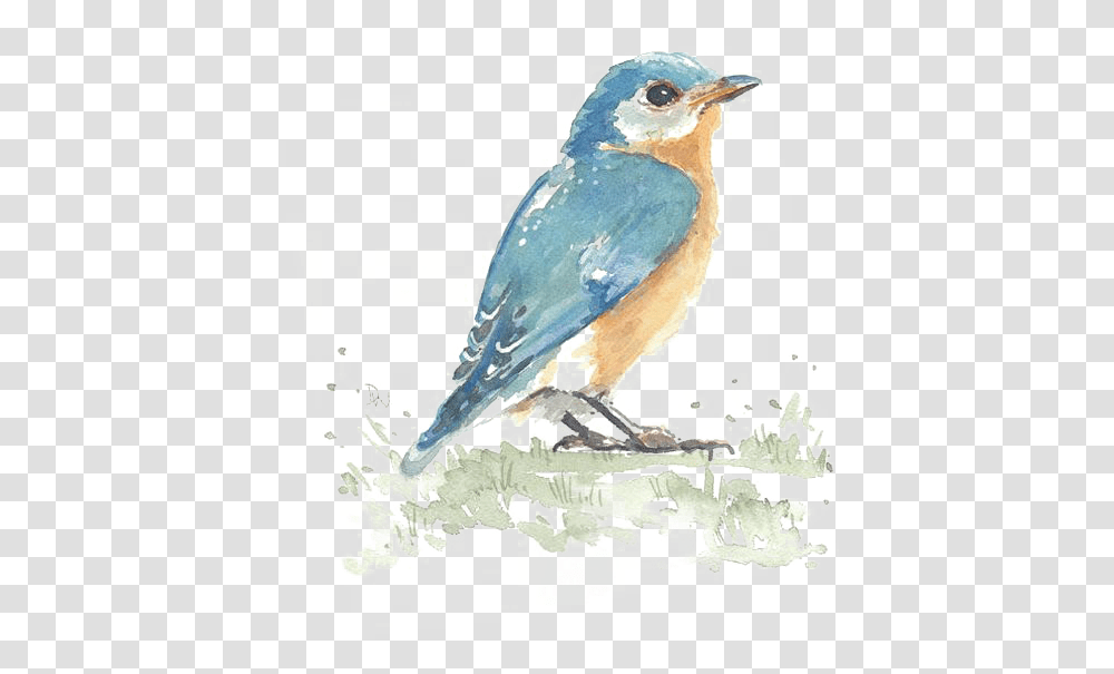 Clip Art Birds Painting Watercolor, Bluebird, Animal, Jay, Blue Jay Transparent Png