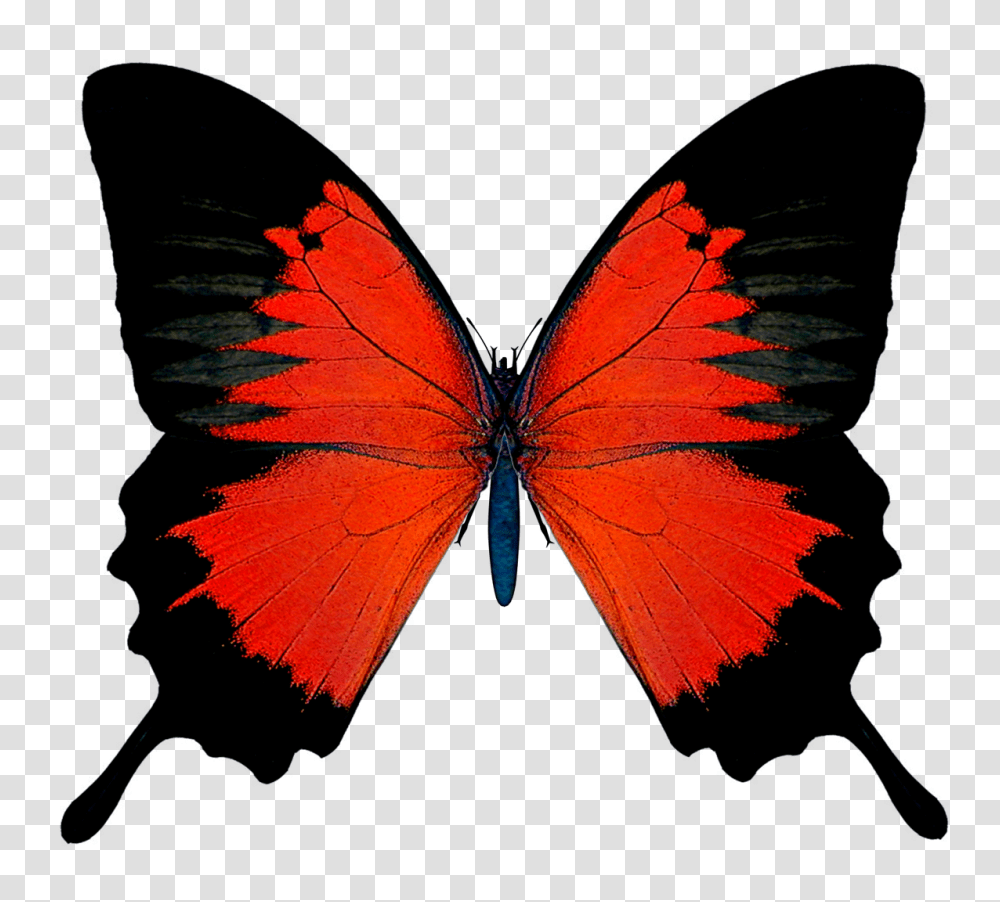 Clip Art Black And Red Butterfly Picture, Insect, Invertebrate, Animal, Pattern Transparent Png