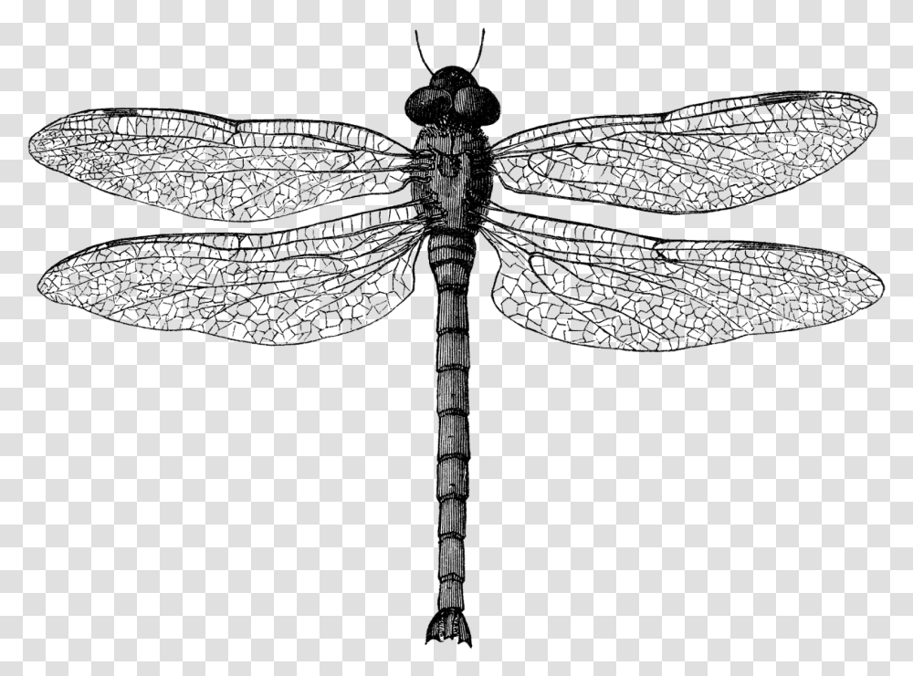 Clip Art Black And White Dragonfly Dragon Fly Illustration, Cross, Insect, Invertebrate Transparent Png