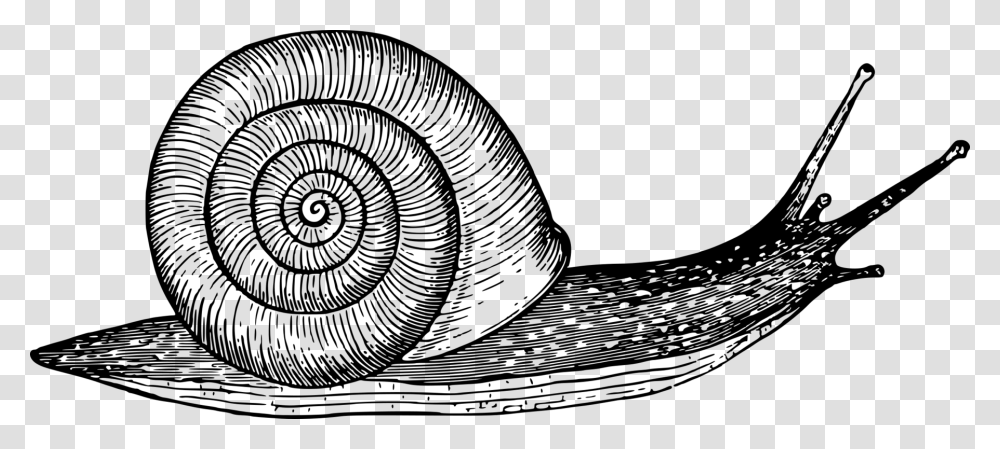 Clip Art Black And White Snail Black And White Snail Clipart, Gray, World Of Warcraft Transparent Png