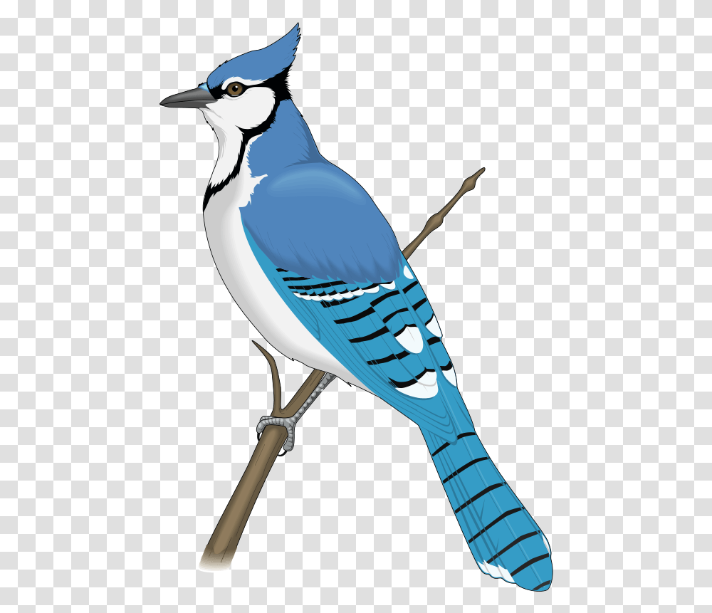 Clip Art Blue Jay Bird Clipart, Animal Transparent Png