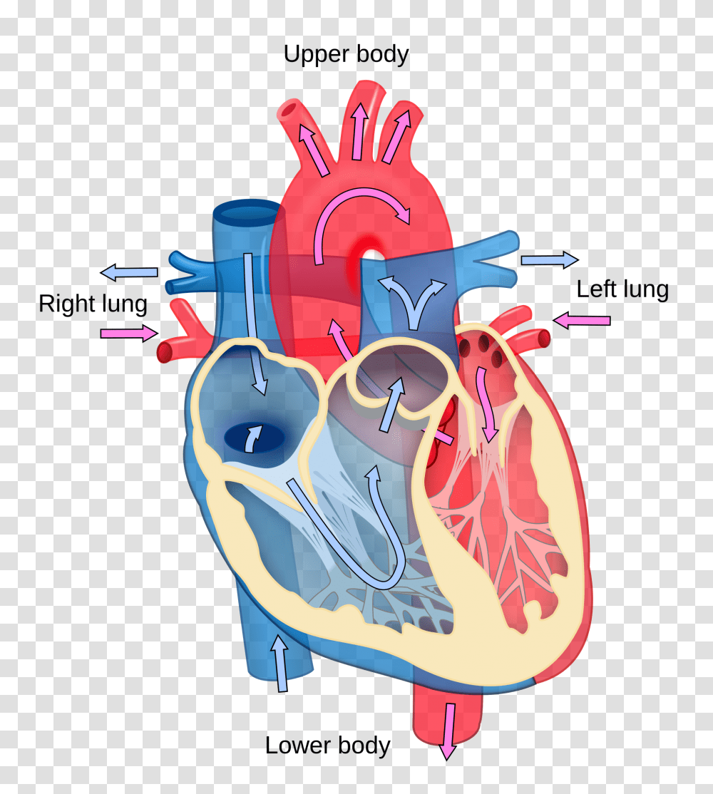 Clip Art Body Heat, Dynamite, Bomb, Weapon, Weaponry Transparent Png