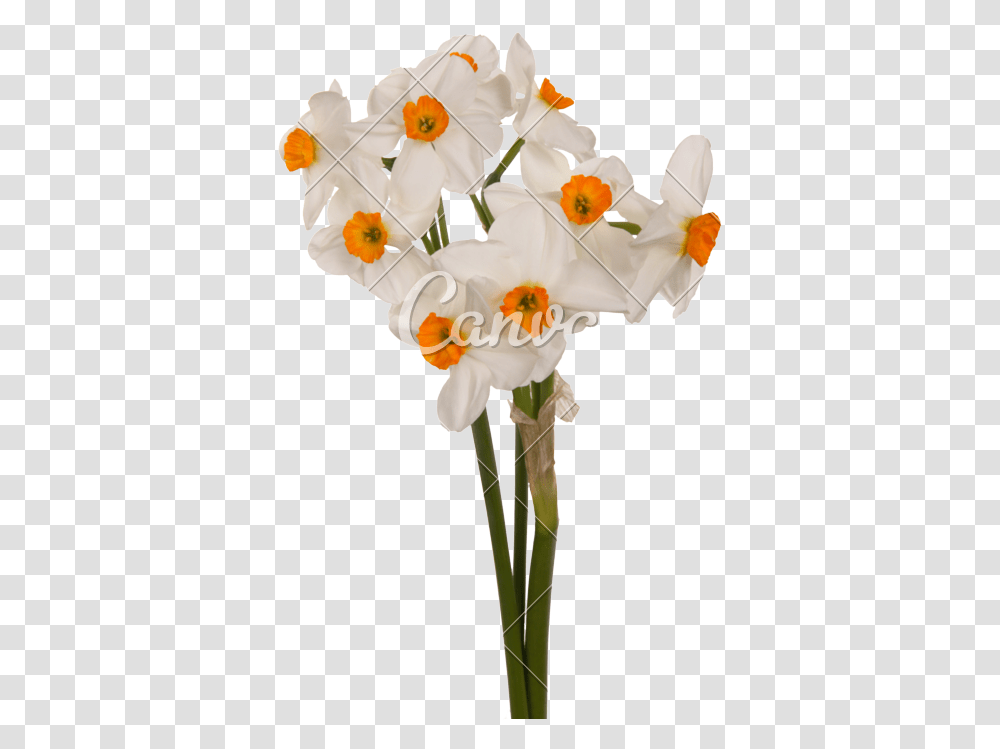 Clip Art Bouquet Of And White Daffodil, Plant, Flower, Blossom, Flower Arrangement Transparent Png