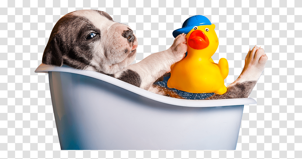 Clip Art Bruno S Bath House Dog Bath, Toy, Animal, Tub, Mammal Transparent Png