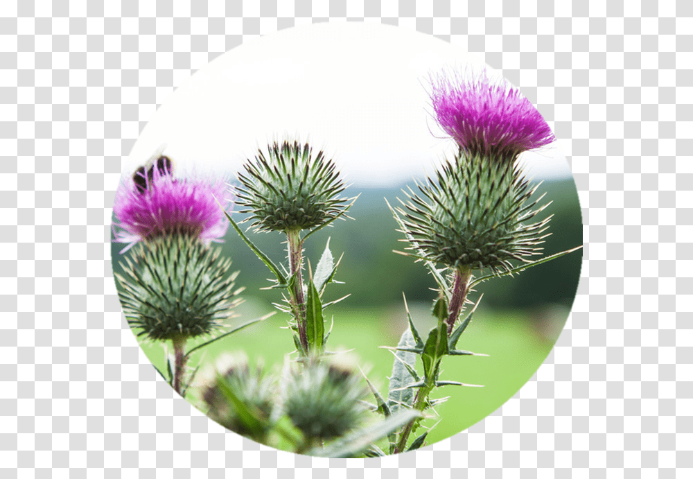 Clip Art Burdock Weed Milk Thistle Weed High Resolution, Plant, Flower, Blossom Transparent Png