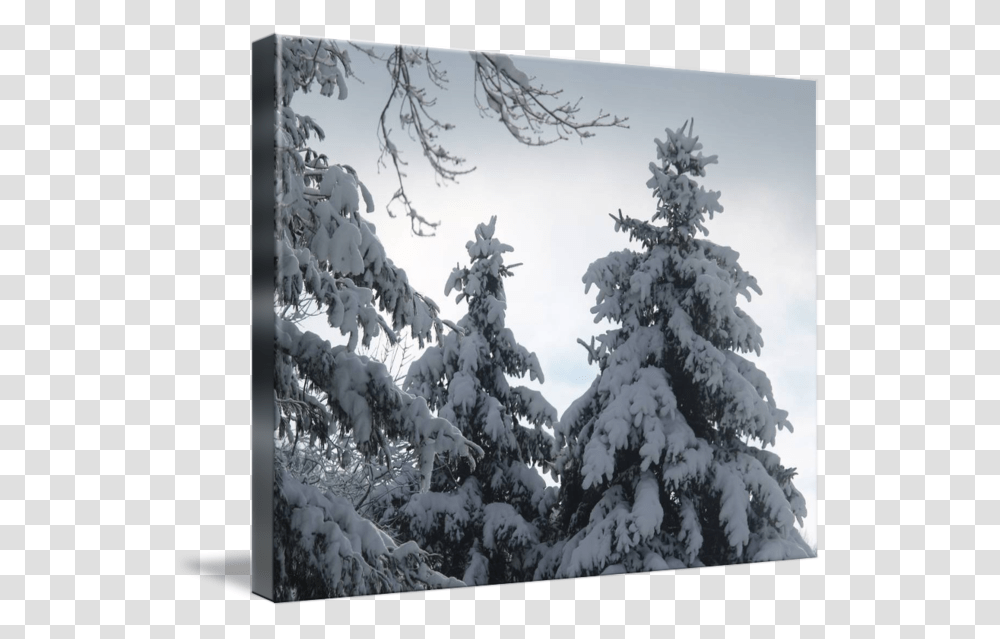 Clip Art Buried In By Mike Snow, Tree, Plant, Fir, Nature Transparent Png
