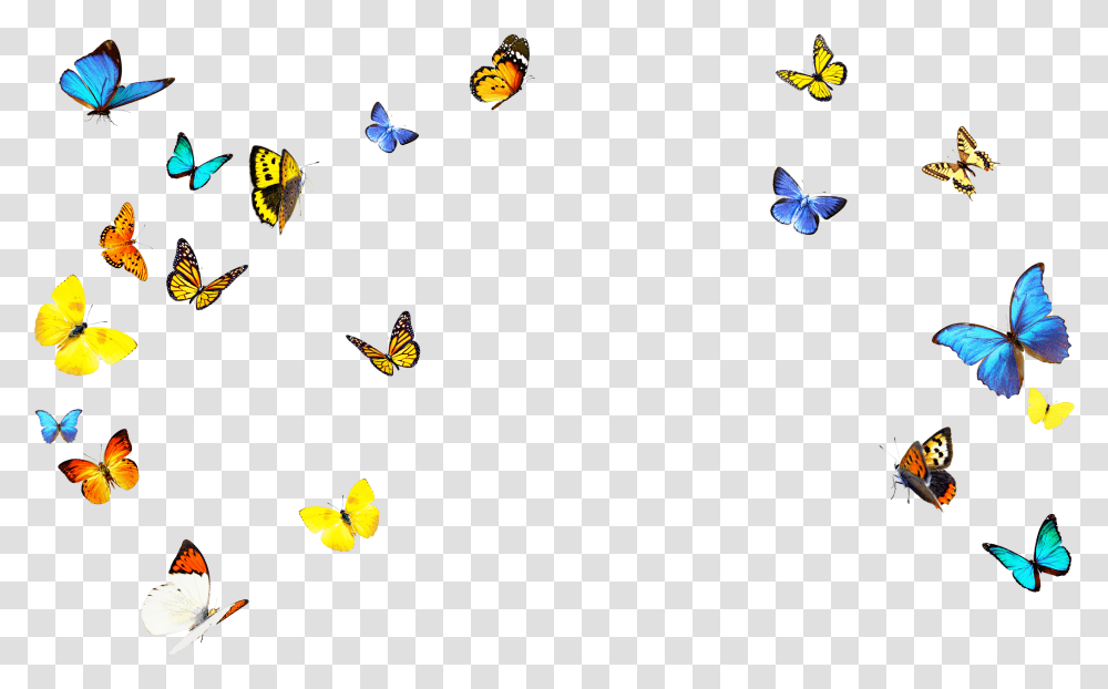 Clip Art, Butterfly, Insect, Invertebrate, Animal Transparent Png