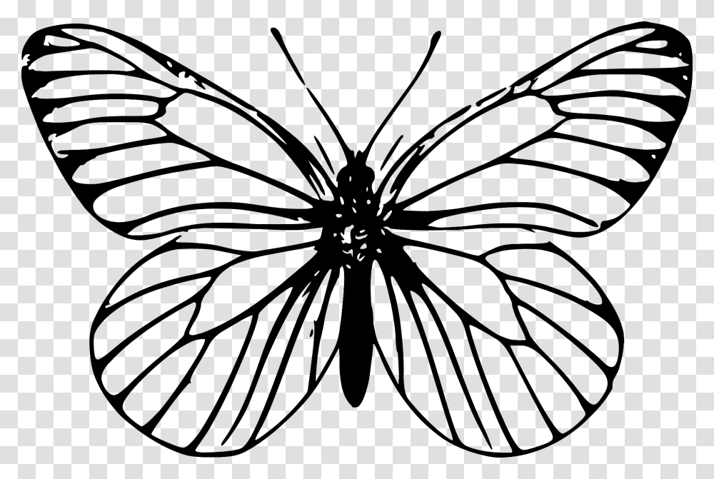 Clip Art Butterfly Outline Outline Drawing Of Butterfly, Pattern, Plant, Chandelier, Lamp Transparent Png