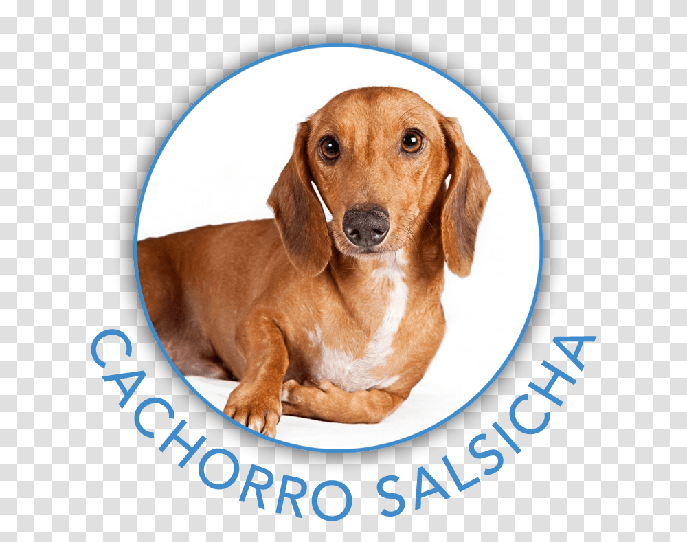 Clip Art Cachorro Rindo Dachshund, Dog, Pet, Canine, Animal Transparent Png