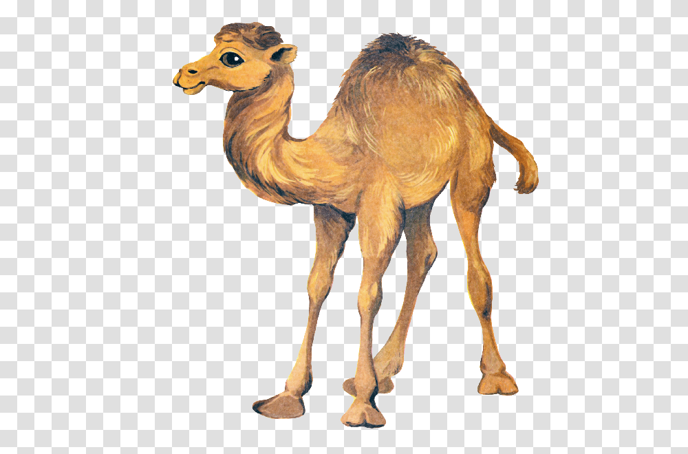 Clip Art Camel Clipart Image, Mammal, Animal, Antelope, Wildlife Transparent Png