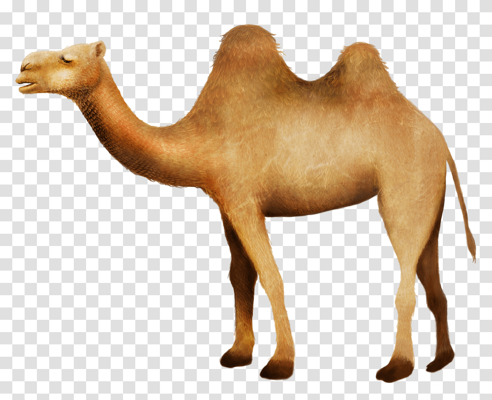 Clip Art Camel In Desert Picture Camello Desierto, Mammal, Animal, Antelope, Wildlife Transparent Png