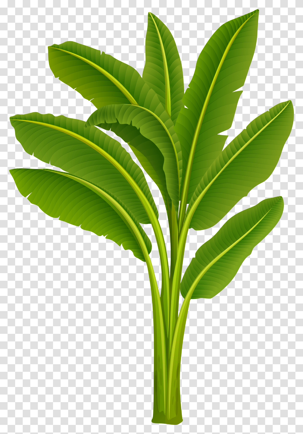Clip Art Cartoon Plant Banana Tree Leaf, Green, Veins, Fern, Sunlight Transparent Png