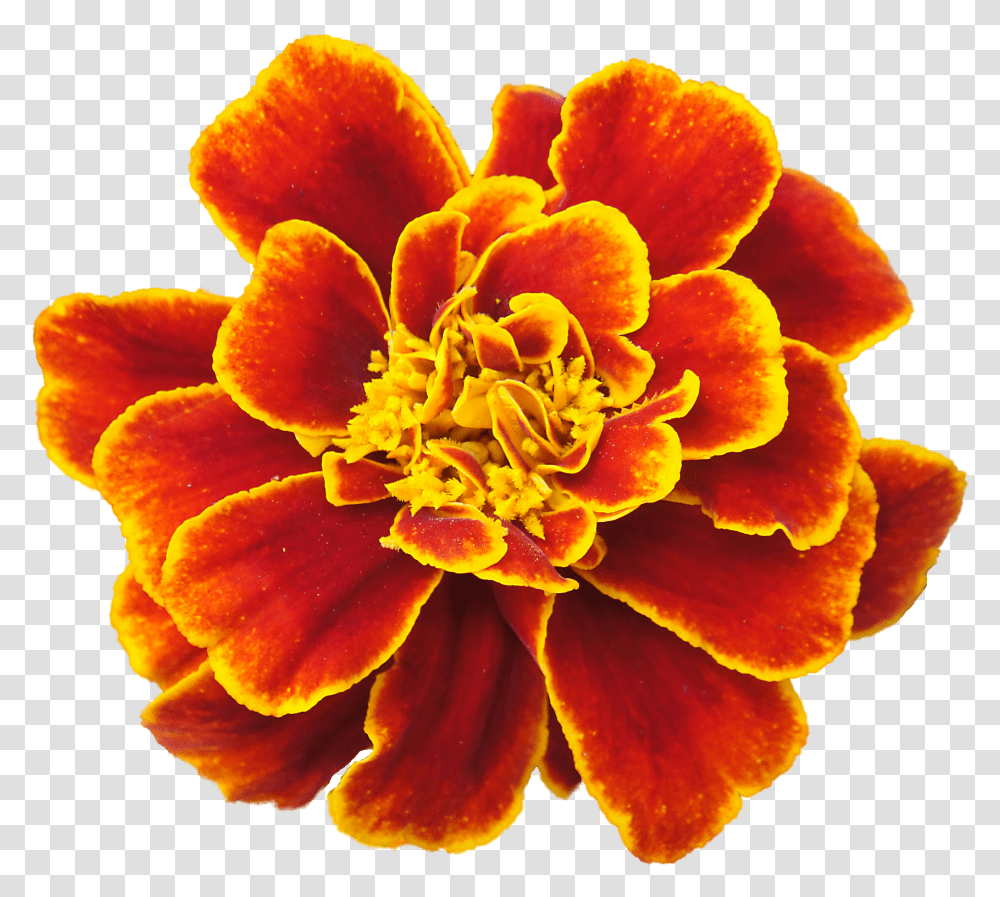 Clip Art Cempasuchil Flowers Marigold Flower, Plant, Pollen, Petal, Blossom Transparent Png